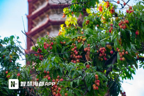 微信图片_2026-06-08_152112_096.png
